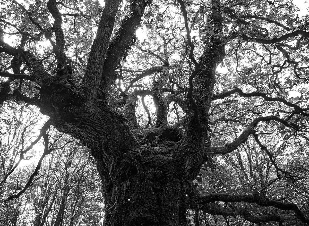 Un grand chêne photographié d’en bas en noir et blanc.